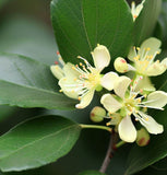 Ziziphus jujuba (Jujube, Chinese Date)