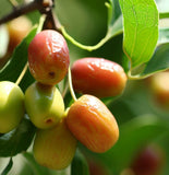 Ziziphus jujuba (Jujube, Chinese Date)