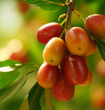 Ziziphus jujuba (Jujube, Chinese Date)