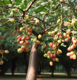 Ziziphus jujuba (Jujube, Chinese Date)