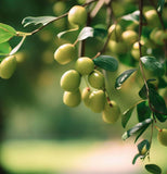 Ziziphus jujuba (Jujube, Chinese Date)