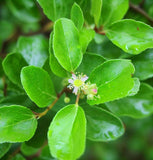 Ziziphus mauritiana (Indian Jujube)