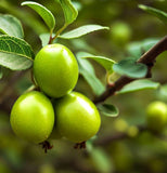 Ziziphus mauritiana (Indian Jujube)