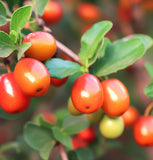 Ziziphus mauritiana (Indian Jujube)