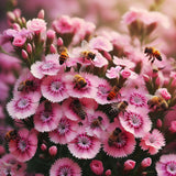 DIANTHUS barbatus (Sweet William Pinks, Mixed)