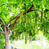 Gleditsia sinensis (Chinese Honeylocust, Soap Bean, Soap Pod)