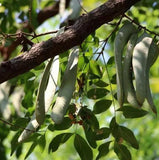 Gleditsia sinensis (Chinese Honeylocust, Soap Bean, Soap Pod)
