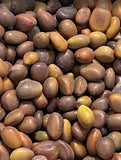Gleditsia sinensis (Chinese Honeylocust, Soap Bean, Soap Pod)
