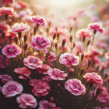 DIANTHUS barbatus (Sweet William Pinks, Mixed)