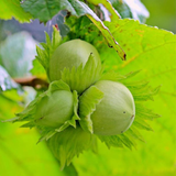 Corylus americana x avellana with hulls (Hybrid Hazelnut, American European Filbert)