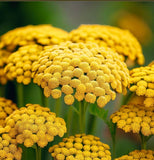 ACHILLEA filipendulina Gold Yarrow