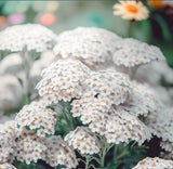 ACHILLEA millefolium White Yarrow