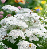 ACHILLEA millefolium occidentali (Western Yarrow)