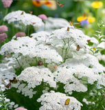 ACHILLEA millefolium occidentali (Western Yarrow)