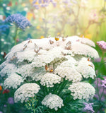 ACHILLEA millefolium occidentali (Western Yarrow)