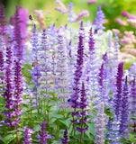 AGASTACHE foeniculum (Lavender Hyssop, Anise Hyssop)