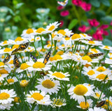 ANTHEMIS nobilis (Roman Chamomile)