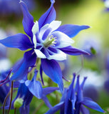 AQUILEGIA caerulea Columbine, Blue