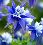 AQUILEGIA caerulea Columbine, Blue