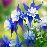 AQUILEGIA caerulea Columbine, Blue