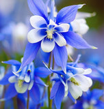 AQUILEGIA caerulea Columbine, Blue