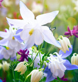 AQUILEGIA caerulea 'McKana Giants Mix' (Columbine, Mixed Colors)