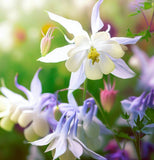 AQUILEGIA caerulea 'McKana Giants Mix' (Columbine, Mixed Colors)