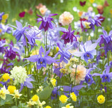 AQUILEGIA vulgaris (Columbine, Dwarf Mixed)