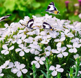 ARABIS alpina White Rockcress