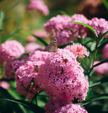 ASCLEPIAS incarnata (Swamp Milkweed)