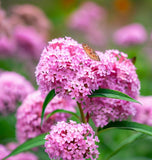 ASCLEPIAS incarnata (Swamp Milkweed)