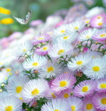 ASTER pilosus (Frost Aster)