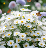 ASTER ptarmicoides (White Upland Aster)