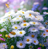 ASTER ptarmicoides (White Upland Aster)