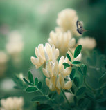 ASTRAGALUS canadensis Canadian Milkvetch