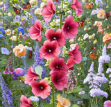 Alcea rosea Hollyhock, Single Mixed