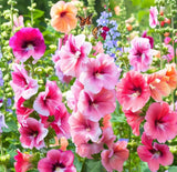 Alcea rosea Hollyhock, Single Mixed