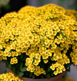 Alyssum saxatile (Alyssum Basket of Gold)