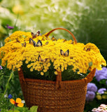 Alyssum saxatile (Alyssum Basket of Gold)