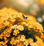 Alyssum saxatile (Alyssum Basket of Gold)