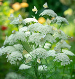 Ammi majus (Bishop's Flower)