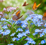 Anchusa capensis (Cape Forget-Me-Not)