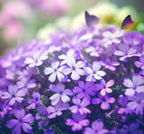 Aubrieta deltoidea (Purple Rockcress)