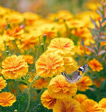 BAILEYA multiradiata (Desert Marigold)