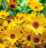 BALSAMORHIZA sagittata (Arrowleaf Balsamroot)