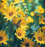 BALSAMORHIZA sagittata (Arrowleaf Balsamroot)