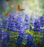 BAPTISIA australis (Blue Wild Indigo)