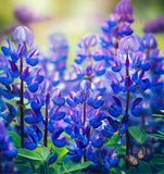 BAPTISIA australis (Blue Wild Indigo)