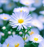 BOLTONIA asteroides (False Aster)
