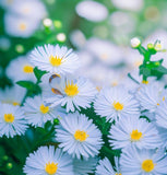 BOLTONIA asteroides (False Aster)